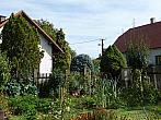 Třibřichy